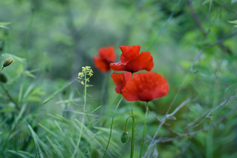 preboda_campestre_naturaleza_campo_granada-020