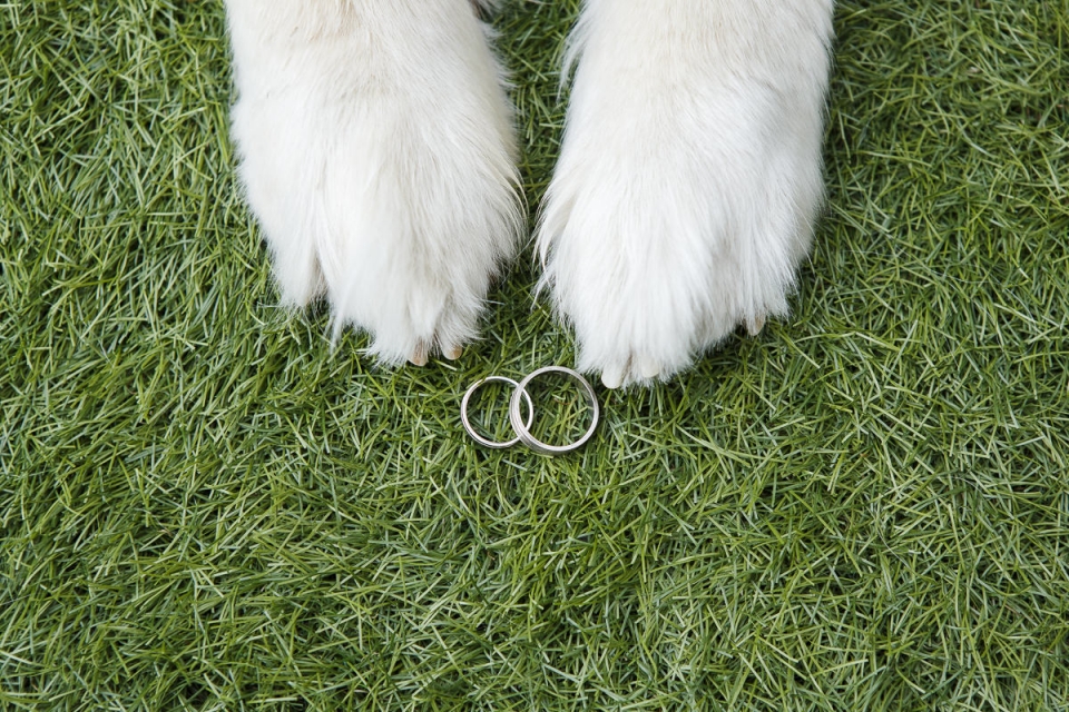 alianzas de novios originales mascotas